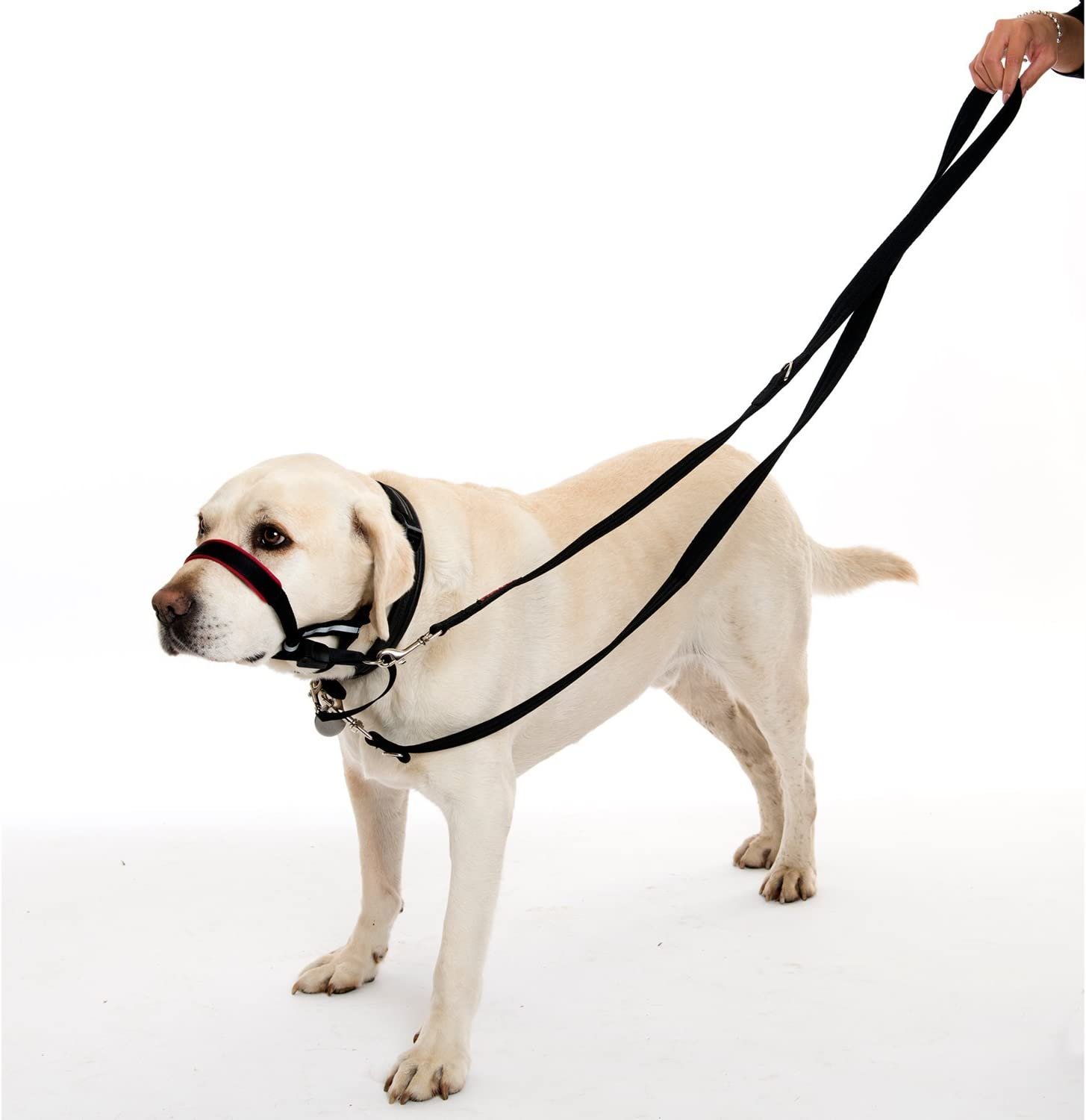 Halti dog outlet leash